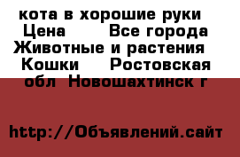 кота в хорошие руки › Цена ­ 0 - Все города Животные и растения » Кошки   . Ростовская обл.,Новошахтинск г.